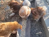 कोचीन — फ़ोटो 7