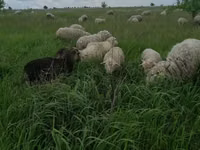 Widder, Merino sheep — Foto 2