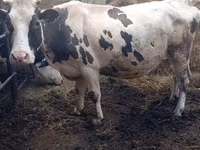 Bovinos (lote, sexo no especificado), Russian Black pied cattle — foto 1