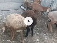 母羊, Sheep — 照片 3