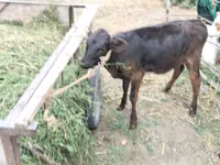 Cow, Cattle — photo 5