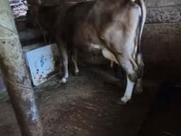 Үнээ, Үхэр мал — 5 зураг
