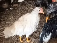 Chickens — الصورة 7