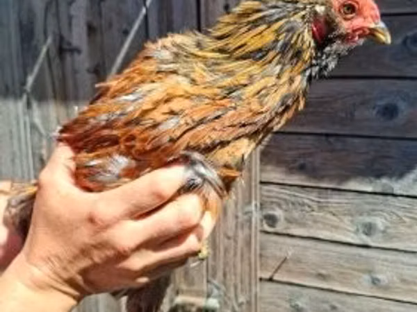 Chickens