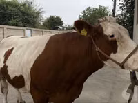 Cow, Simmental cattle — photo 2