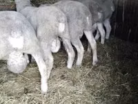 Widder, Ile-de-France sheep — Foto 2