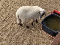 Widder, Tsigai sheep — Foto 5