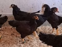 Chickens — الصورة 6