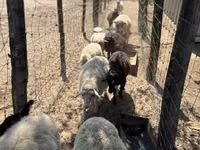 Хонь, Merino sheep — 2 зураг