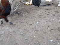 Chickens — 3 зураг