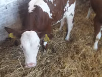 Rinder (Partie, Geschlecht nicht angegeben), Simmental cattle — Foto 7