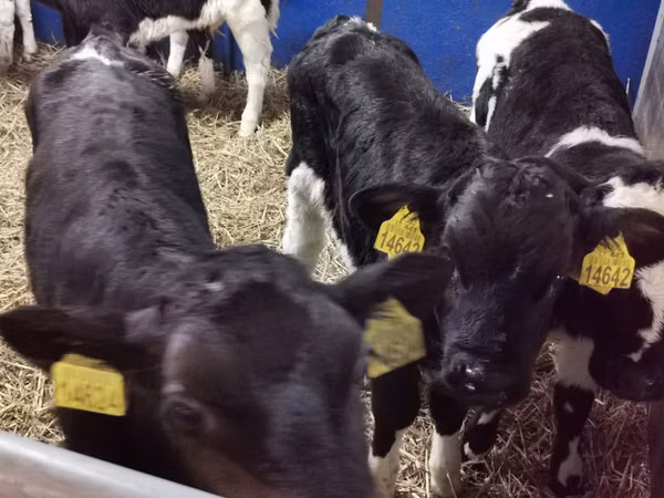 Bulle, Russian Black pied cattle