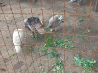 Turkeys — foto 1