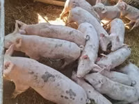 خنازير (دفعة، الجنس غير محدد), الخنازير — الصورة 1