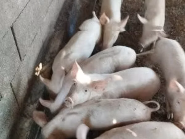 नर सूअर, 