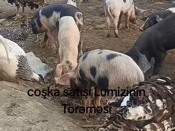 Eber, Schweine