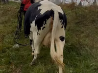 गाय, Russian Black pied cattle — फ़ोटो 3