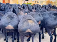 公羊, Baerchuke sheep — 照片 2