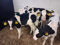 Bulle, Russian Black pied cattle — Foto 4