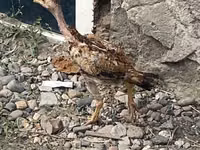 Indisches Kampfhuhn — Foto 4