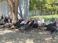 Turkeys — photo 3