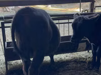 Toro, Aberdeen-Angus — foto 6