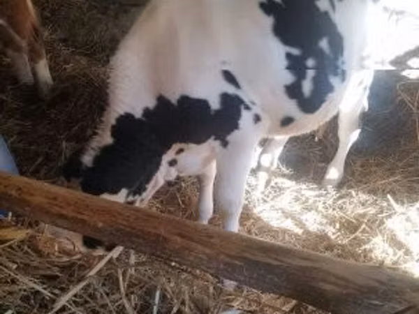 Toro, Russian Black pied cattle