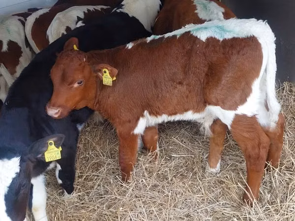 Bull, Simmental cattle