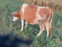 母牛, Cast cow — 照片 4