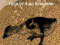 СТАРТ для гусей (0-3 недели). Профессиональная серия. Гранула 2 мм. ГОСТ — 2 зураг