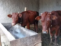 Cow, Cattle — photo 1