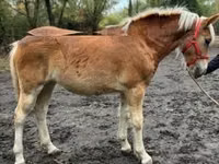母马, Haflinger — 照片 4