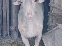 Widder, Assaf sheep — Foto 4