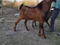 बकरा, Nubian Goat — फ़ोटो 2