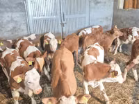 ثور, الماشية — الصورة 1