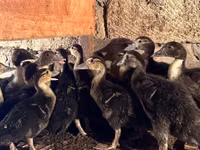 Ducks — photo 2