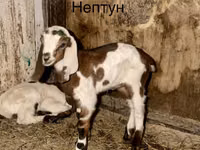 बकरा, Kamori goats — फ़ोटो 1