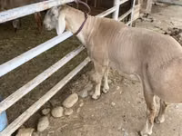 كبش, Rhon sheep — الصورة 4