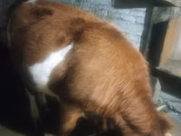 بقرة, Latvian Blue cattle — الصورة 5