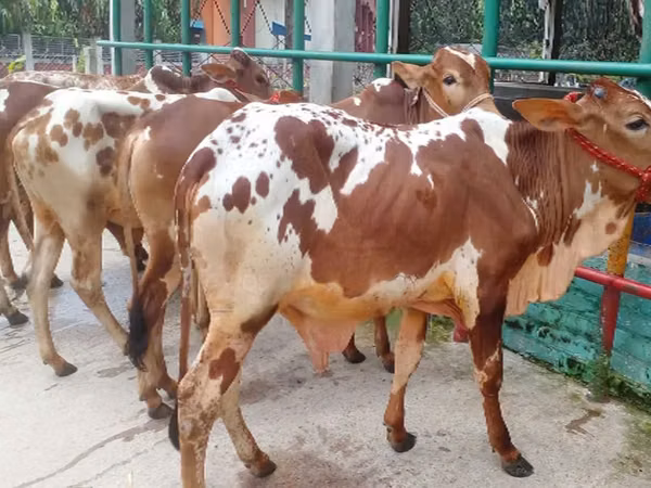 Bull, Cattle