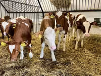 गाय, Simmental cattle — फ़ोटो 2
