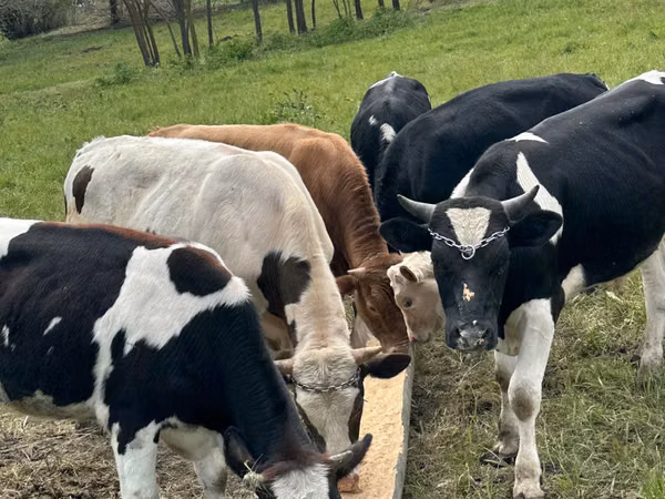 Bulle, Holstein-Rasse