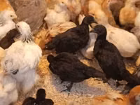 Ayam Cemani — photo 1