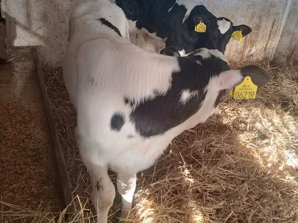 Bulle, Russian Black pied cattle