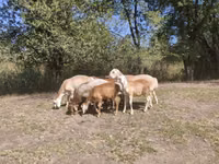 Ram, Afghan Arabi sheep — photo 8