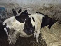 ثور, Russian Black pied cattle — الصورة 2
