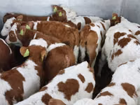 Bulle, Simmental cattle — Foto 6