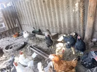Chickens — الصورة 2