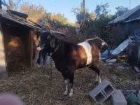 Billy Goat, Nubian Goat — photo 1