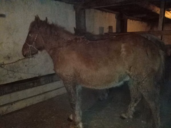 Horses (batch, sex not specified), Kazakh horse